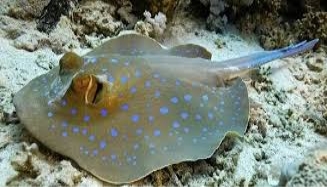 C:\Users\ПК\Desktop\images (4).jpg